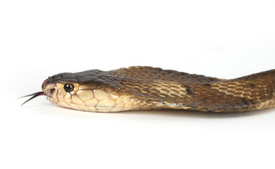 Isolated king cobra