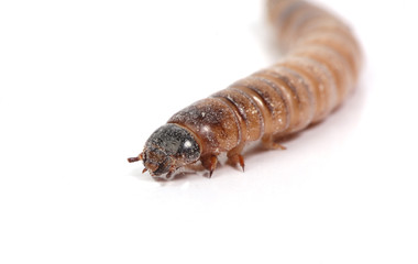 mealworm
