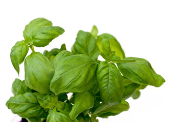 Basil