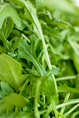 Fototapeta premium Ruccola