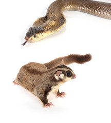 Sugar glider on white