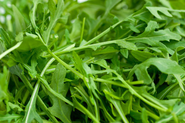 Ruccola