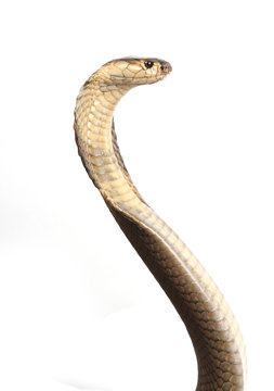 Isolated king cobra