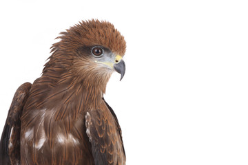 Eagle on white