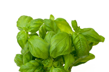 Fresh basil