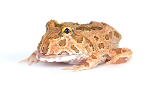 Toad on white