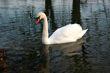 Fototapeta premium Schwan