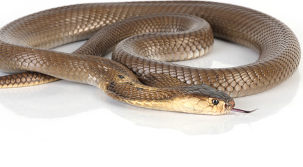 Obraz premium Isolated king cobra