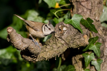 M&eacute;sange hupp&eacute;e
