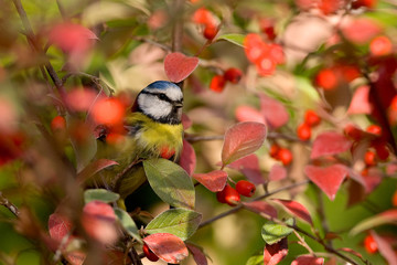 M&eacute;sange bleue et baies rouges