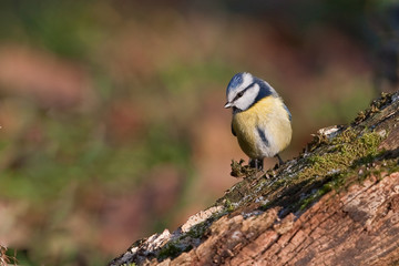 M&eacute;sange bleue perch&eacute;e sur sa souche