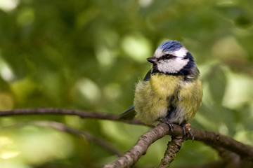M&eacute;sange bleue apr&egrave;s la pluie