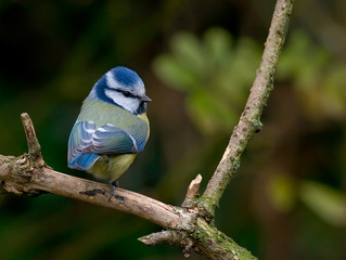 M&eacute;sange bleue sur sa branche