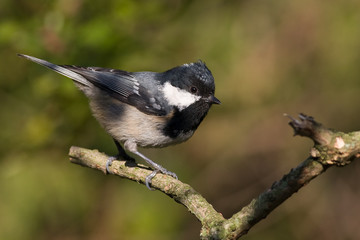 M&eacute;sange noire sur sa branche