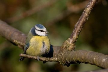 M&eacute;sange bleue sur branche de cerisier