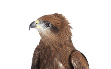 Eagle on white