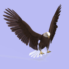 Fototapeta na wymiar Great Eagle