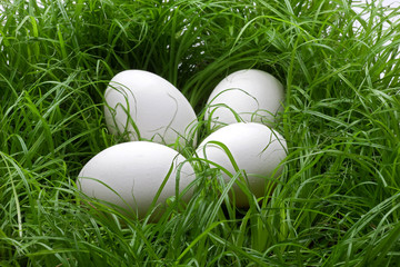 Uova nell'erba