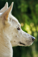 Naklejka premium White dog....