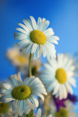 Camomile on a blue background..