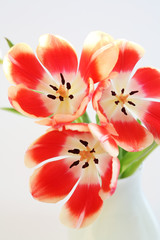Obraz na płótnie Canvas Tulips in vase