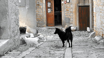 weiße Katze - schwarzer Hund