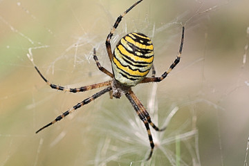 argiope