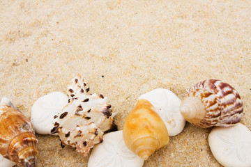 Seashell Border