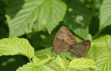 papillons