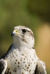 Saker Falcon