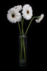 Fototapeta premium white gerbera