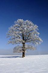 Baum im Winter mit Schnee und Rauhreif