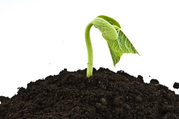 Bean seed germinating shot