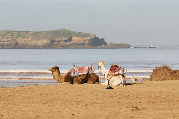 Fototapeta na wymiar wielbłądy, Essaouira