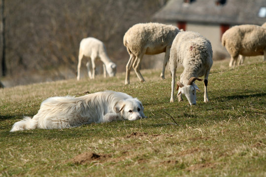le patou et les moutons