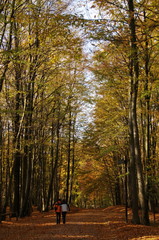 Spaziergänger im  Herbstwald