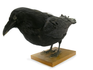 Model of a black raven