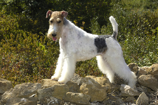fox terrier de profil, immobile