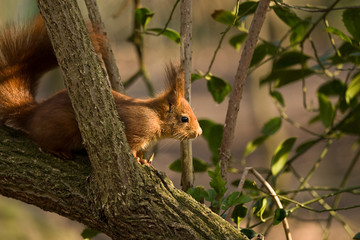 &eacute;cureuil roux dans son arbre