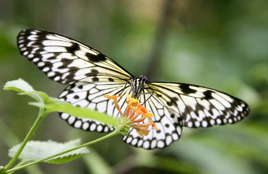 papillon dans la nature