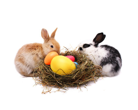 Teamwork of Easter bunnies