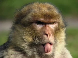 Papier Peint photo Lavable Singe Macaque sticking out its tongue