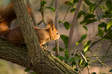 Rayon de soleil sur &eacute;cureuil roux
