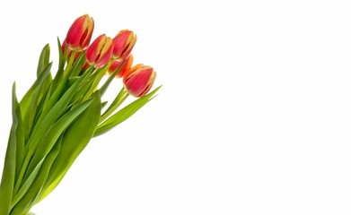red-yellow tulip on a white background