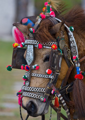 Portrait de cheval balinais