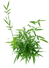 Bamboo Bush