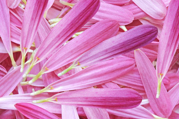 chrysanthemum petals