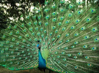 Zelfklevend Fotobehang beautiful peacock © Eky Chan