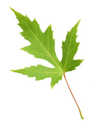 Maple Leaf