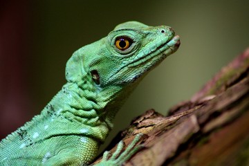 Basilisk
